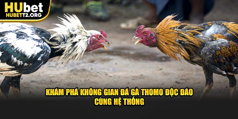 Khám phá không gian đá gà Thomo độc đáo cùng hệ thống