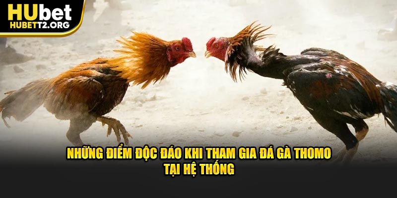 Những điểm độc đáo khi tham gia đá gà Thomo tại hệ thống