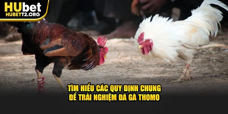 Tìm hiểu các quy định chung để trải nghiệm đá gà Thomo