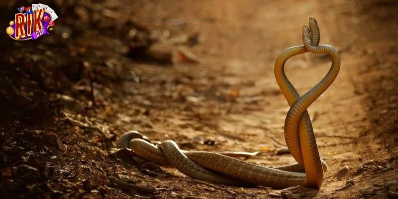 Nằm mơ thấy 2 con rắn là giấc mộng có nhiều ý nghĩa.